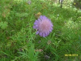 Rødknapp (Knautia arvensis)