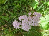 Hundekjeks (Anthriscus sylvestris)