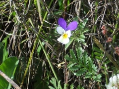 Stemorsblom (Viola tricolor)