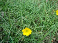 Bakkesoleie (Ranunculus acris)