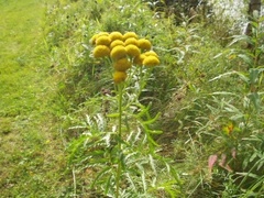 Reinfann (Tanacetum vulgare)