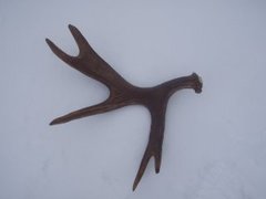 Moose (Alces alces)