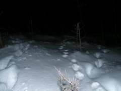 Lynx (Lynx lynx)