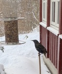 Stær (Sturnus vulgaris)