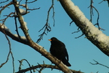 Svarttrost (Turdus merula)