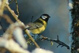 Kjøttmeis (Parus major)