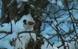 Løvmeis (Poecile palustris)