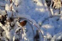 Winter Wren (Troglodytes troglodytes)