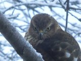 Spurvehauk (Accipiter nisus)