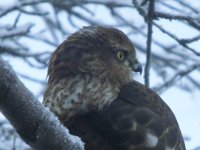 Spurvehauk (Accipiter nisus)