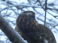 Spurvehauk (Accipiter nisus)