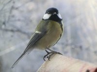 Kjøttmeis (Parus major)