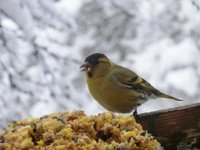 Grønnsisik (Carduelis spinus)