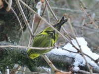 Grønnsisik (Carduelis spinus)