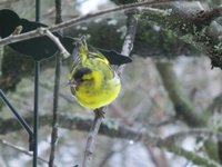 Grønnsisik (Carduelis spinus)