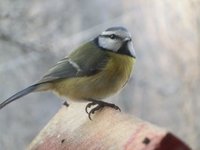 Blåmeis (Cyanistes caeruleus)