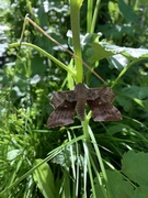 Poplar Hawk-moth (Laothoe populi)