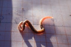 Green Worm (Allolobophora chlorotica)