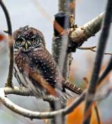 Spurveugle (Glaucidium passerinum)