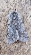 Rannoch Sprawler (Brachionycha nubeculosa)