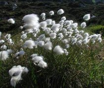 Torvmyrull (Eriophorum vaginatum)