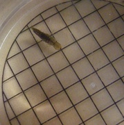 Steinfluer (Plecoptera)