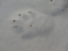 Pine Marten (Martes martes)
