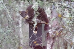 Pine Marten (Martes martes)