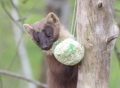 Pine Marten (Martes martes)