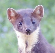 Pine Marten (Martes martes)