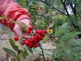 Rogn (Sorbus aucuparia)