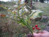 Blåbær (Vaccinium myrtillus)