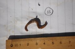 Green Worm (Allolobophora chlorotica)