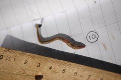 Green Worm (Allolobophora chlorotica)