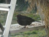 Svarttrost (Turdus merula)