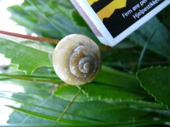 White-lipped Gardensnail (Cepaea hortensis)