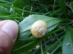 White-lipped Gardensnail (Cepaea hortensis)