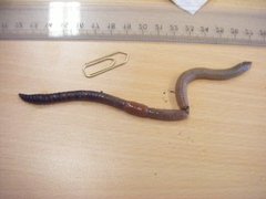 Stormeitemark (Lumbricus terrestris)