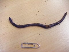 Ubestemt meitemark (Lumbricidae indet.)
