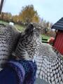 Spurvehauk (Accipiter nisus)