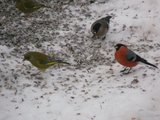 Grønnfink (Carduelis chloris)