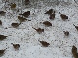 Pilfink (Passer montanus)