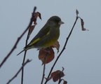 Grønnfink (Carduelis chloris)