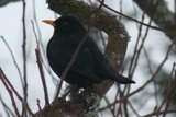 Svarttrost (Turdus merula)