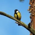 Kjøttmeis (Parus major)