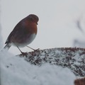 Rødstrupe (Erithacus rubecula)