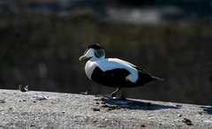 Common Eider (Somateria mollissima)