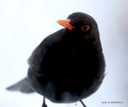 Svarttrost (Turdus merula)