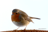 Rødstrupe (Erithacus rubecula)