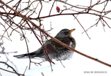 Gråtrost (Turdus pilaris)